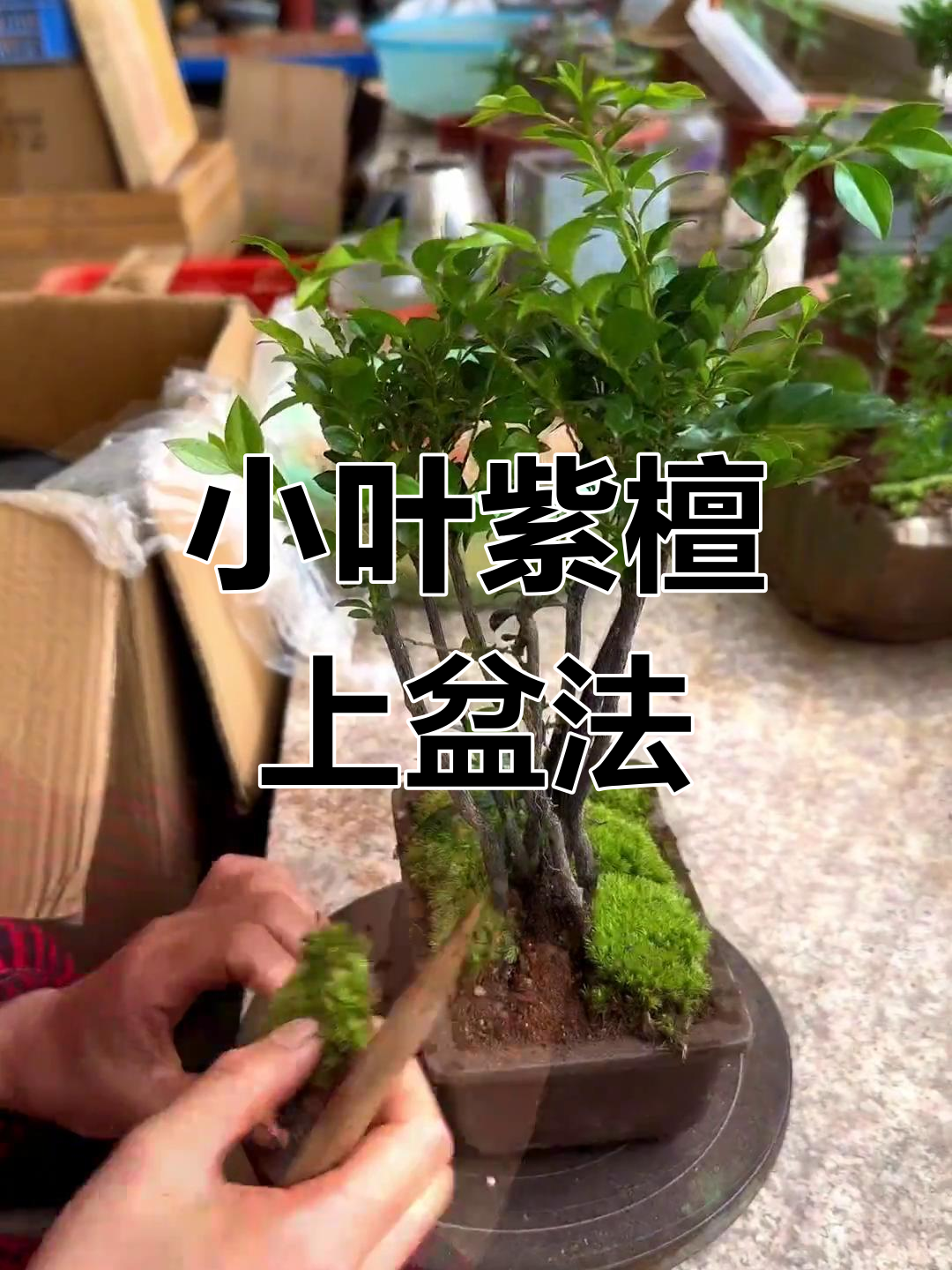 盆景制作要領有哪些、盆景制作要領有哪些方面