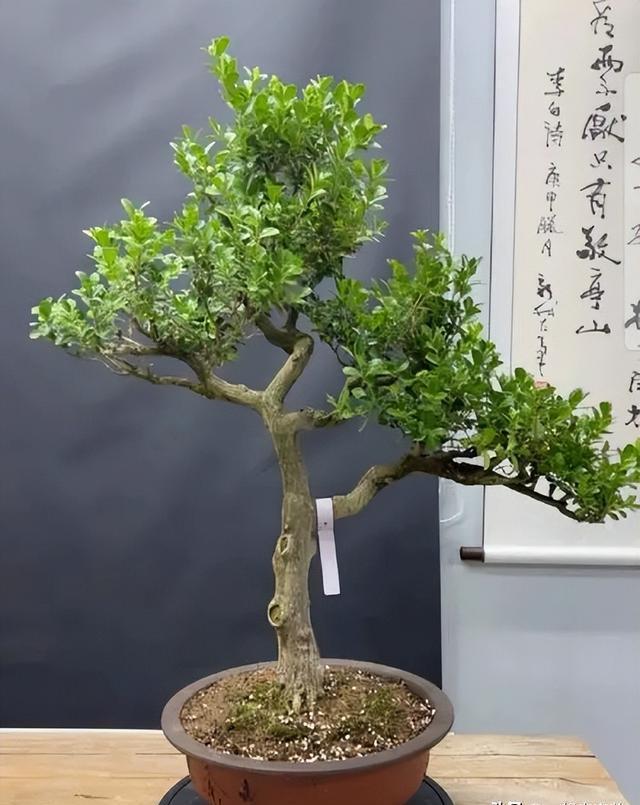 黃楊盆景怎么養(yǎng)護(hù)常識(shí)、黃楊盆景怎么養(yǎng)護(hù)常識(shí)圖片