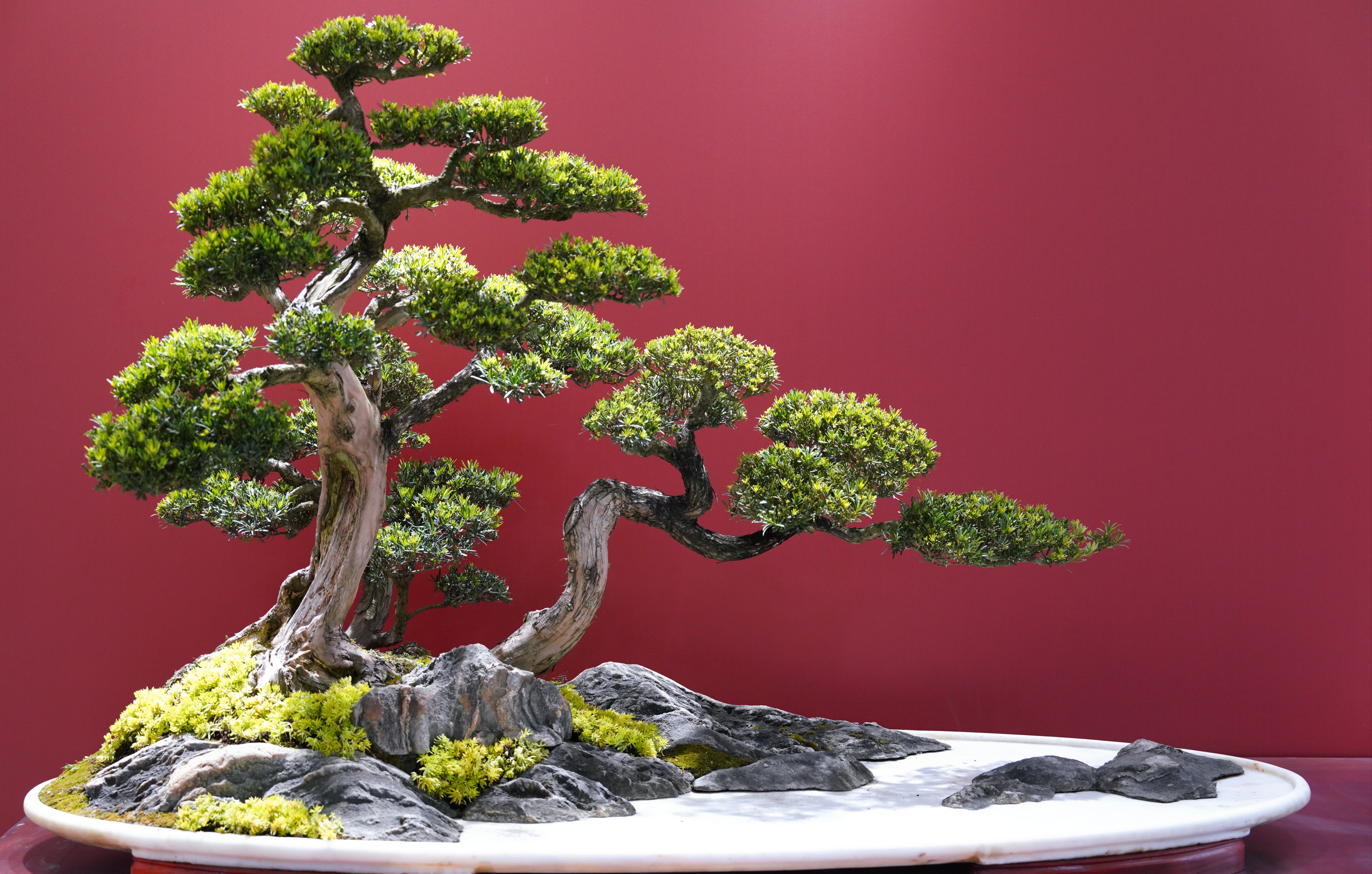 最新盆景展、盆景展視頻大全
