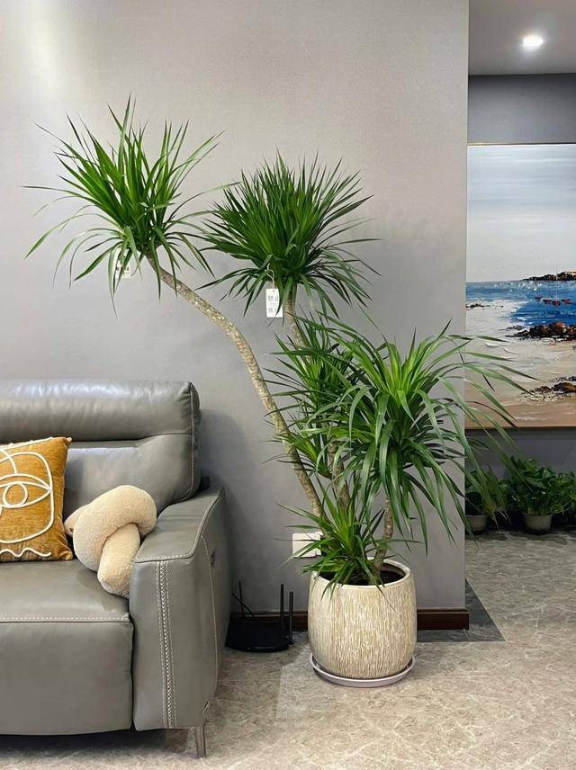 盆景植物大全、盆景植物一覽表