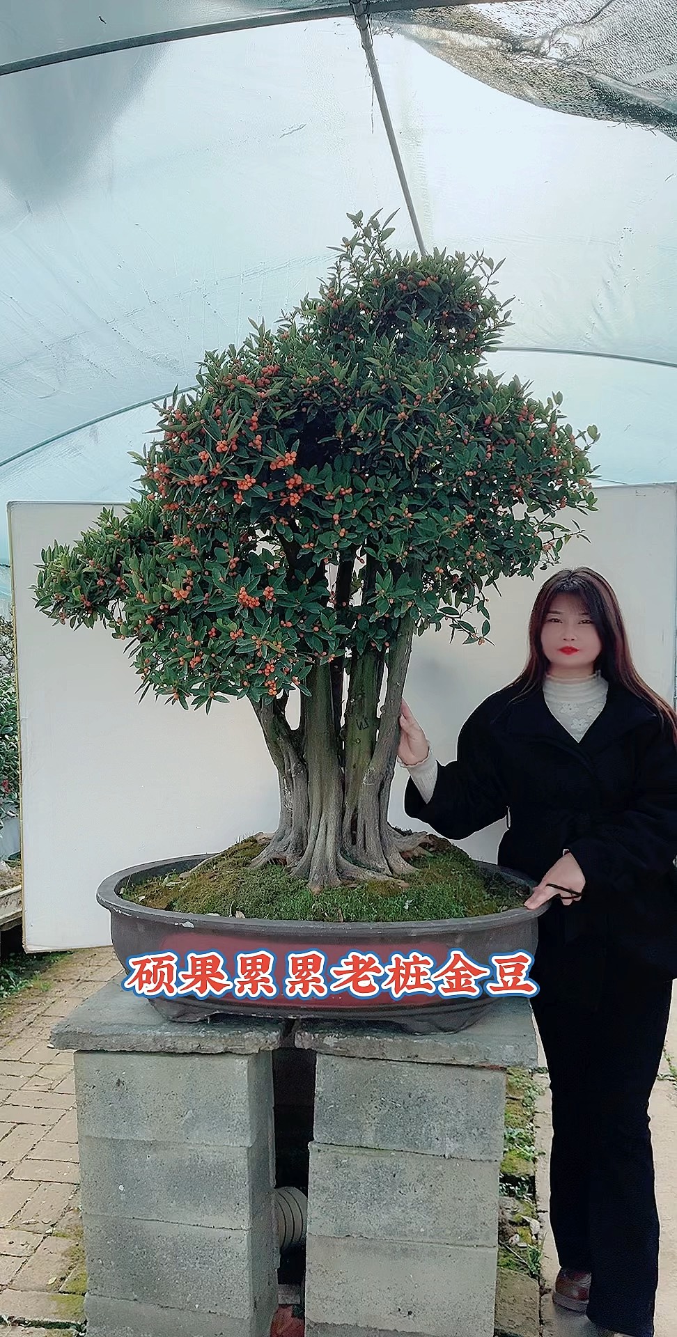 盆景一頂一拖一瓢示意圖金豆的簡單介紹
