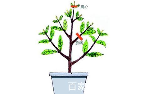 盆景入門修剪圖解、盆景入門修剪圖解視頻