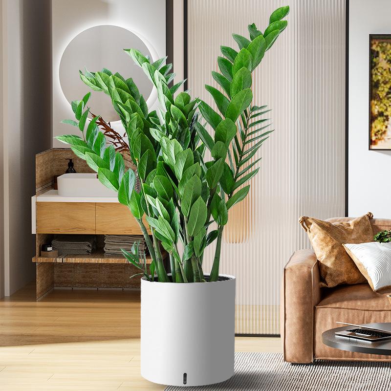 盆栽植物樹、盆栽植物樹大全及名稱
