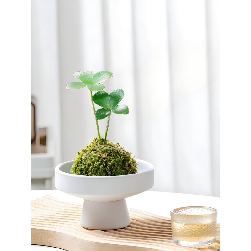 能做小盆景的綠植、適合做小盆景的植物